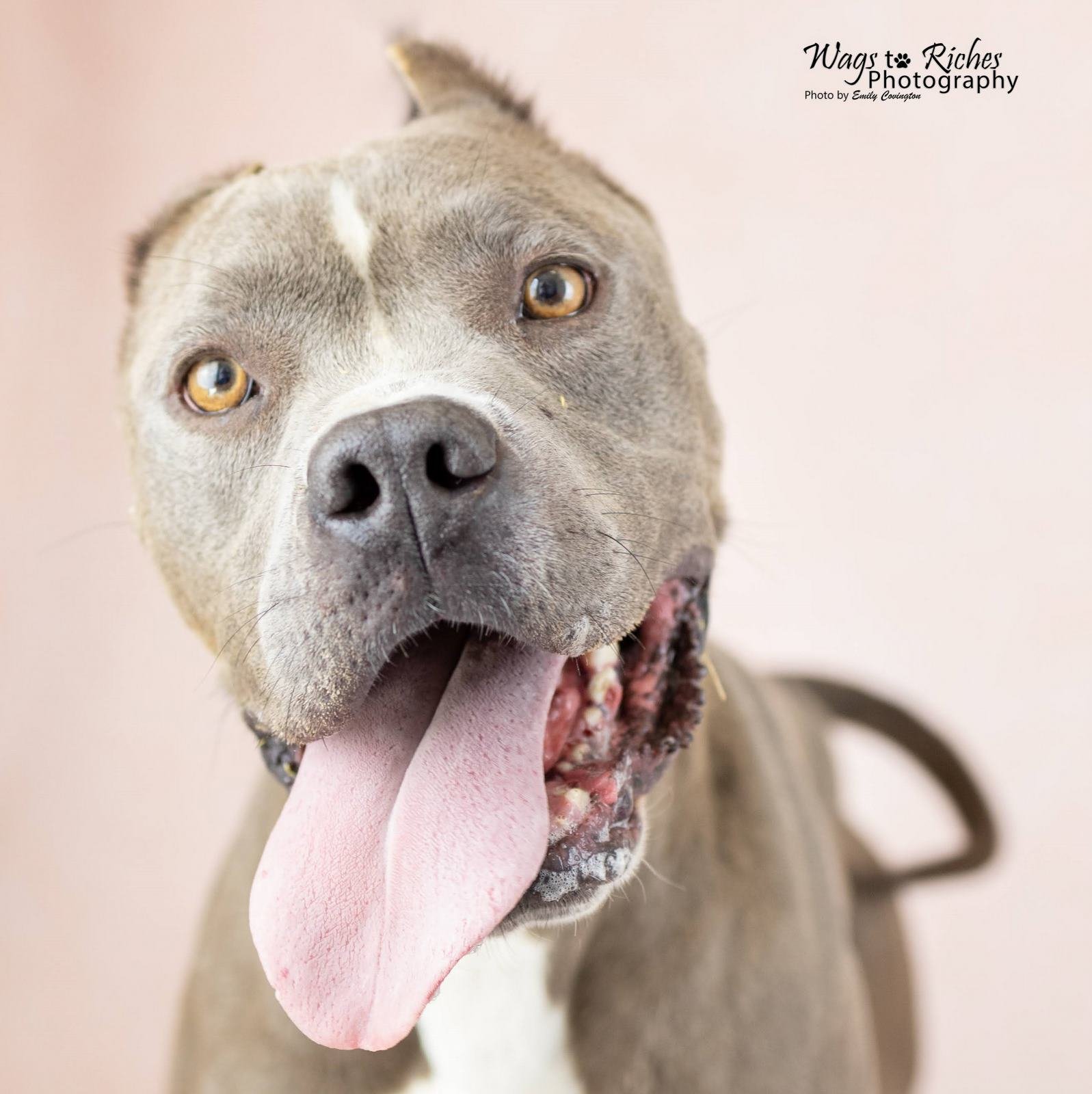 adoptable Dog in Anniston, AL named Norma