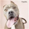 adoptable Dog in  named Norma