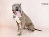 Norma - Photo 3