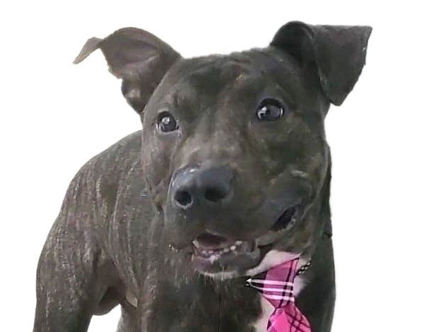 adoptable Dog in Anniston, AL named Neptune