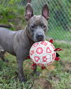 Percy - Photo 2
