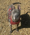Percy - Photo 4