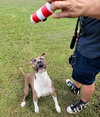 Pepper - Photo 2
