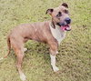 Pepper - Photo 3