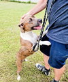 Pepper - Photo 4
