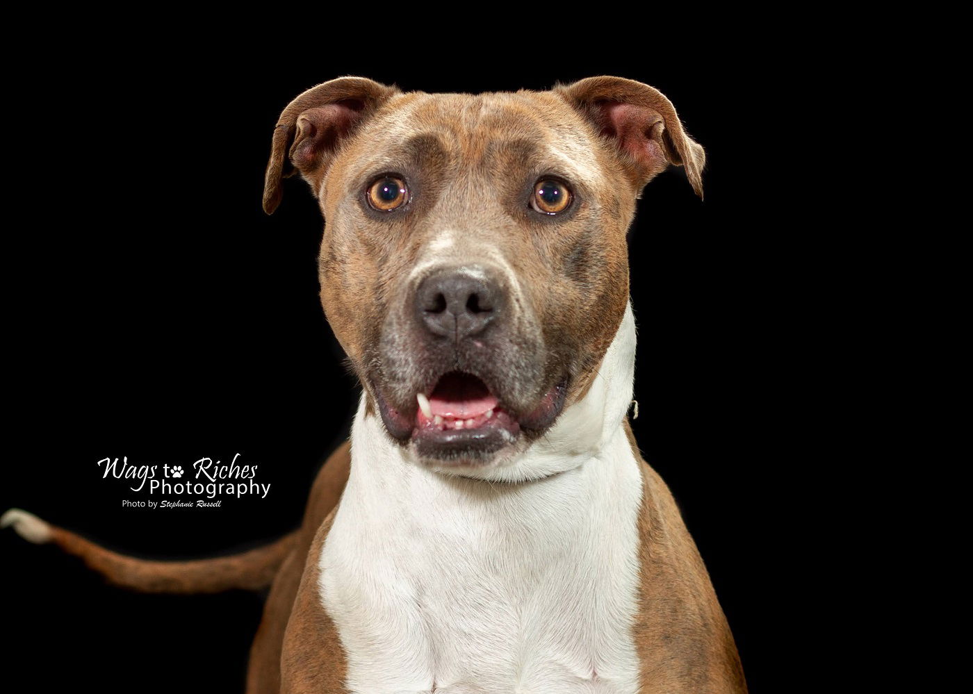 adoptable Dog in Anniston, AL named Pepper