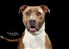 adoptable Dog in anniston, AL named Pepper