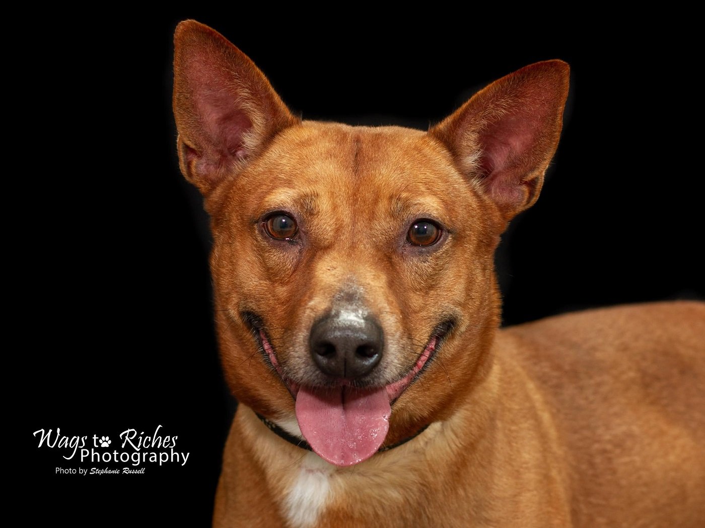 adoptable Dog in Anniston, AL named Harvey