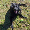 Ranger - Photo 2