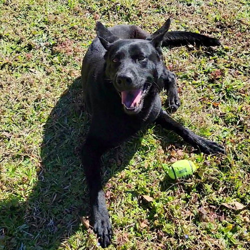 RANGER - Cattle Dog / Shepherd available for adoption