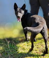 Ranger - Photo 3