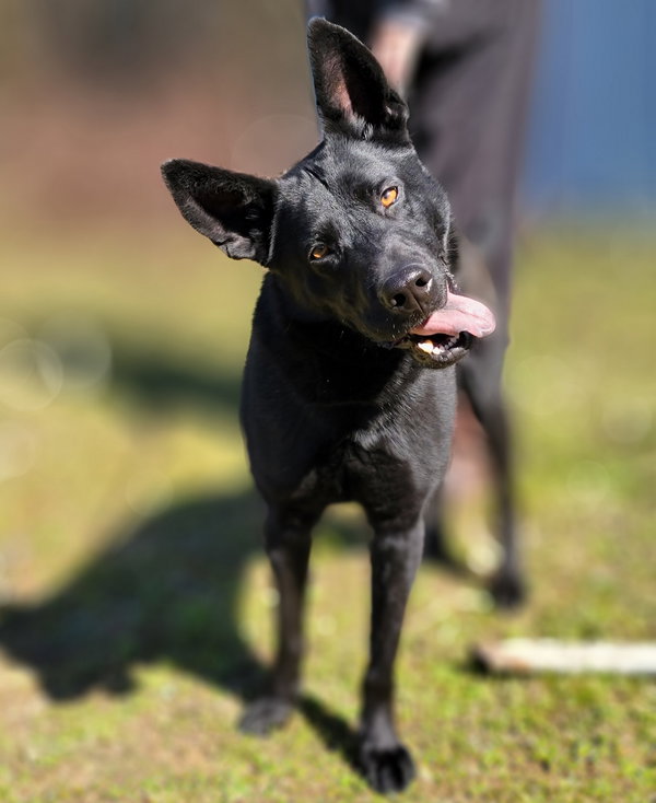 Ranger