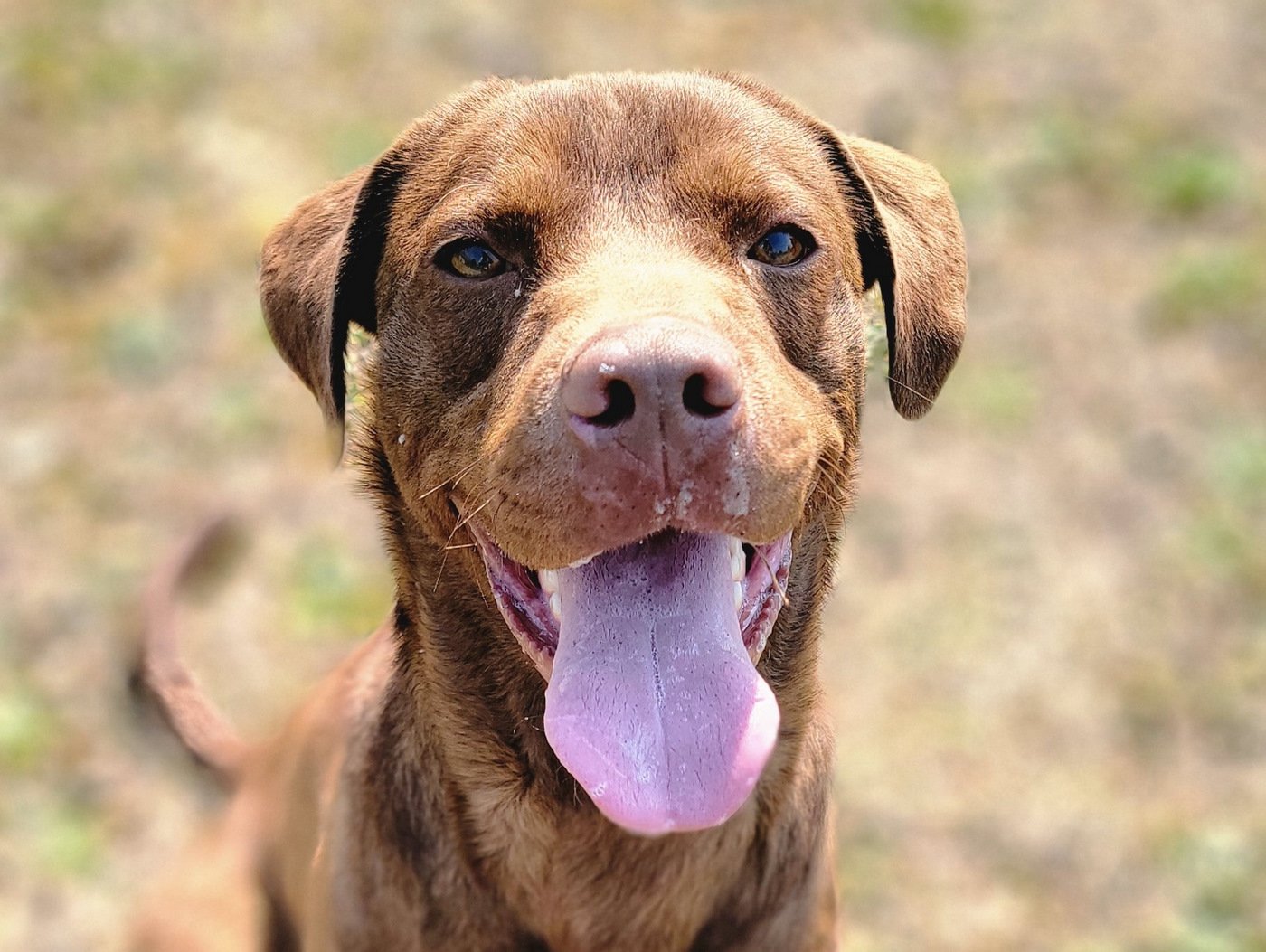 adoptable Dog in Anniston, AL named Russ