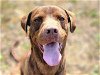adoptable Dog in anniston, AL named Russ