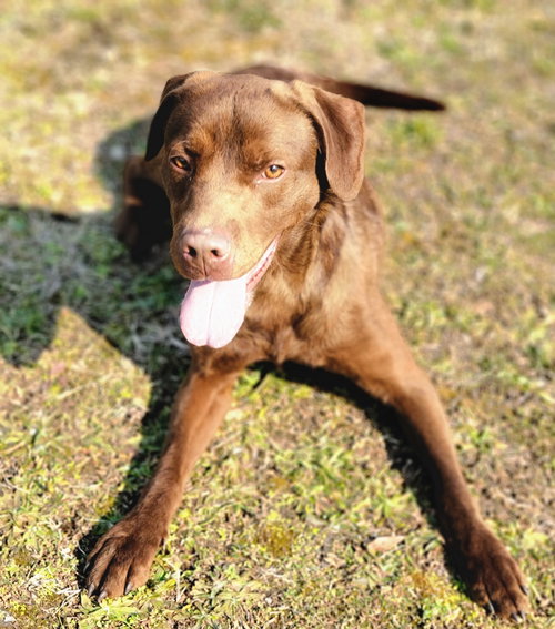RUSS - Chocolate Labrador Retriever / Chesapeake Bay Retriever available for adoption
