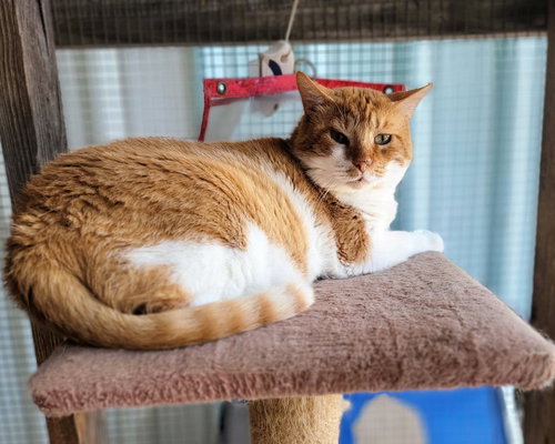 LEO - Domestic Short Hair available for adoption
