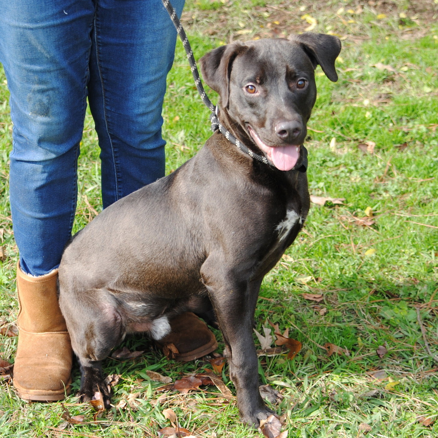 Dog for Adoption Barney, a Boxer in Heflin, AL Alpha Paw