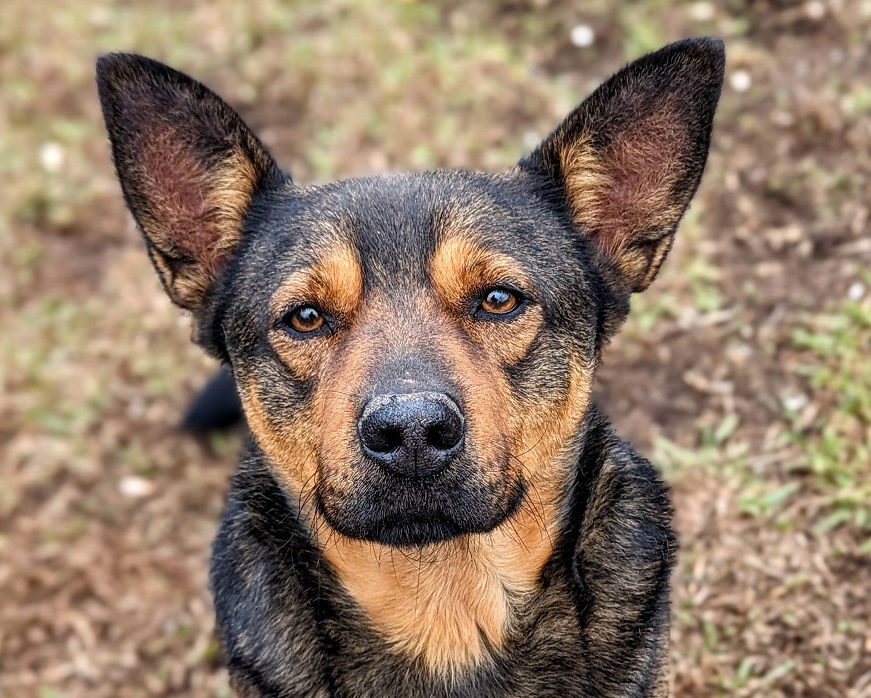 adoptable Dog in Anniston, AL named Andre