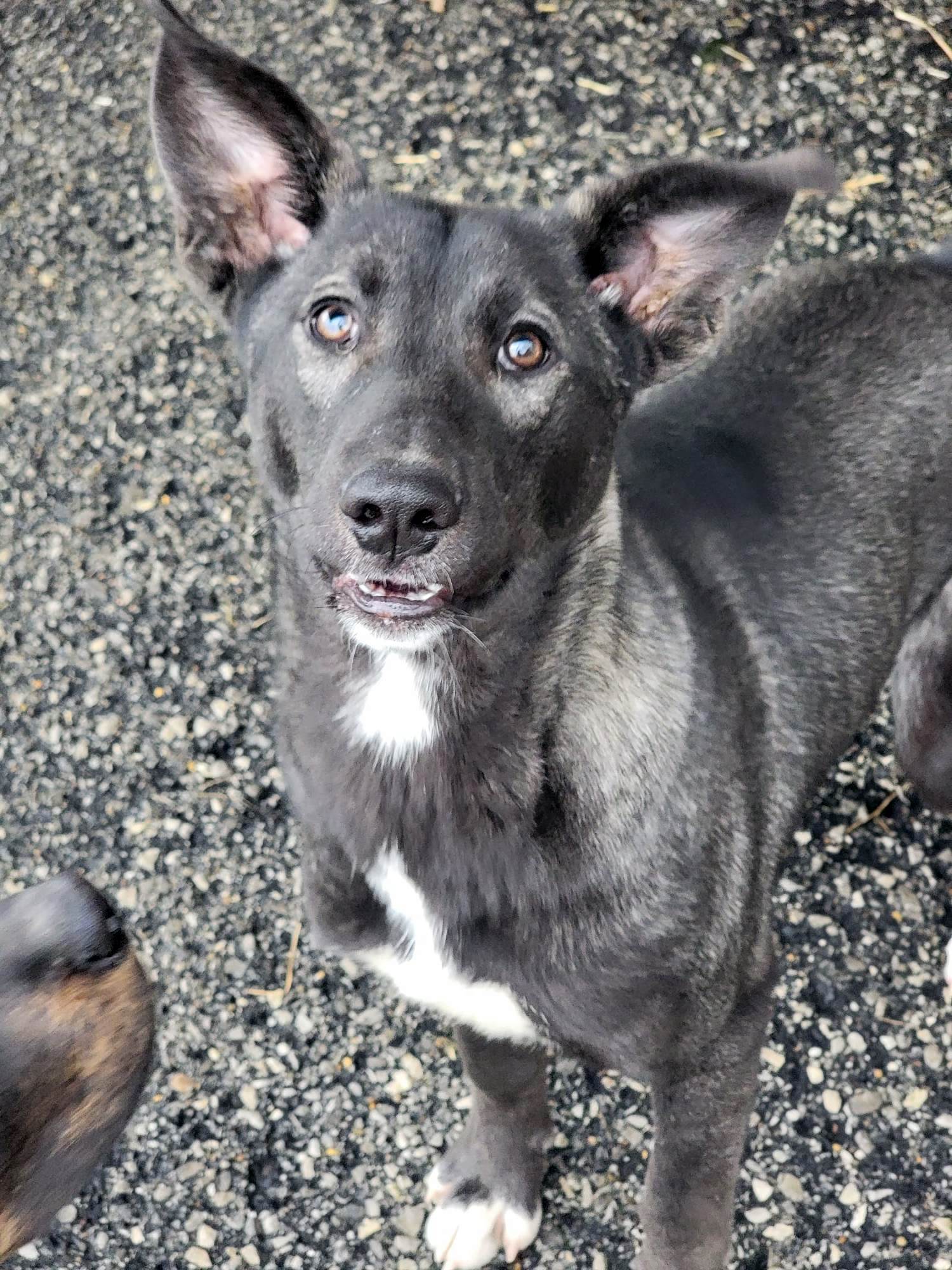 Dog for Adoption Blackjack, a German Shepherd Dog in Etowah County, AL Alpha Paw