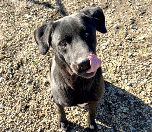 BRUNO - Black Labrador Retriever available for adoption