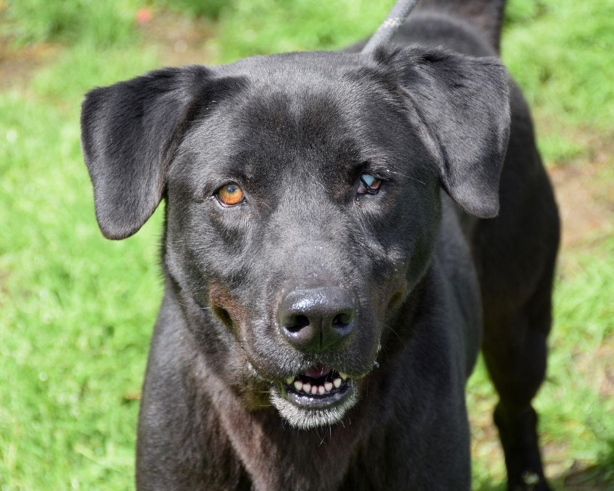 adoptable Dog in Anniston, AL named Bruno