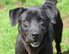 adoptable Dog in anniston, AL named Bruno