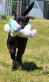 Bruno - Photo 4