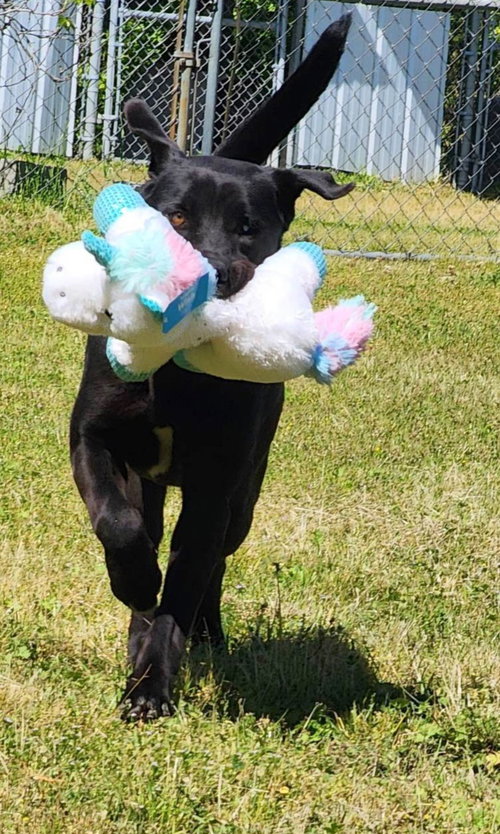 Photo 4 of Bruno