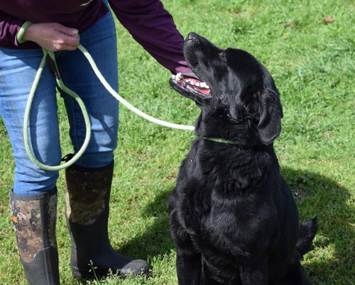 KINCAID - Flat-coated Retriever / Chow Chow available for adoption