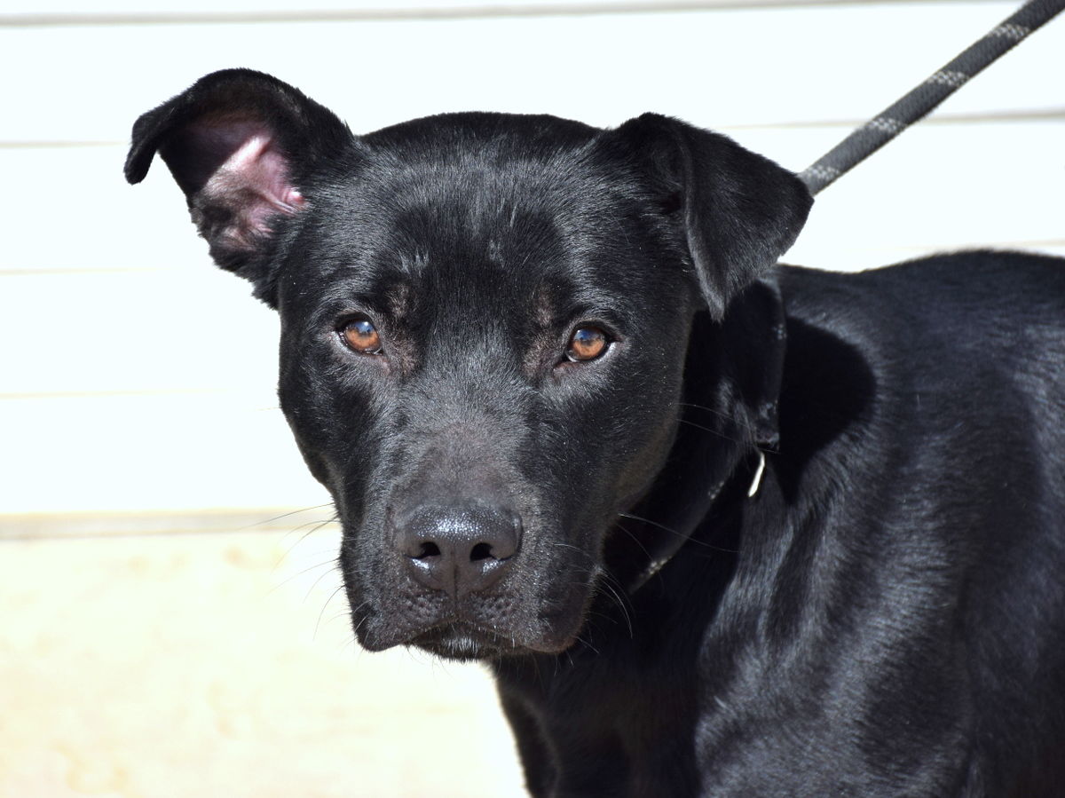 adoptable Dog in Anniston, AL named Andy