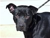 adoptable Dog in anniston, AL named Andy