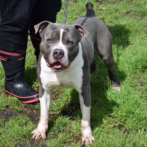 JOHNNY - American Staffordshire Terrier available for adoption