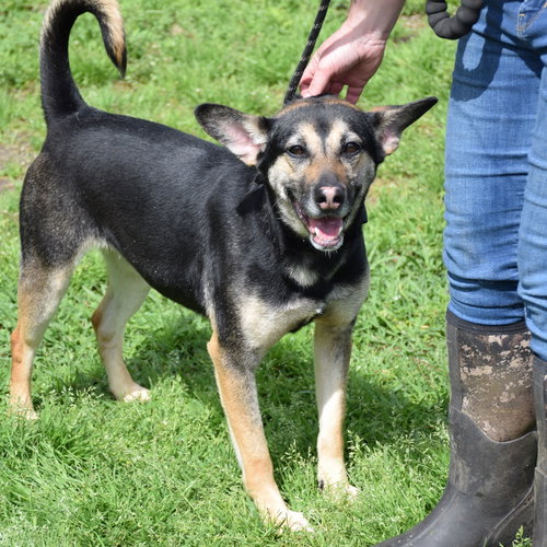 GYPSY - Australian Kelpie available for adoption