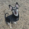 Gypsy - Photo 3