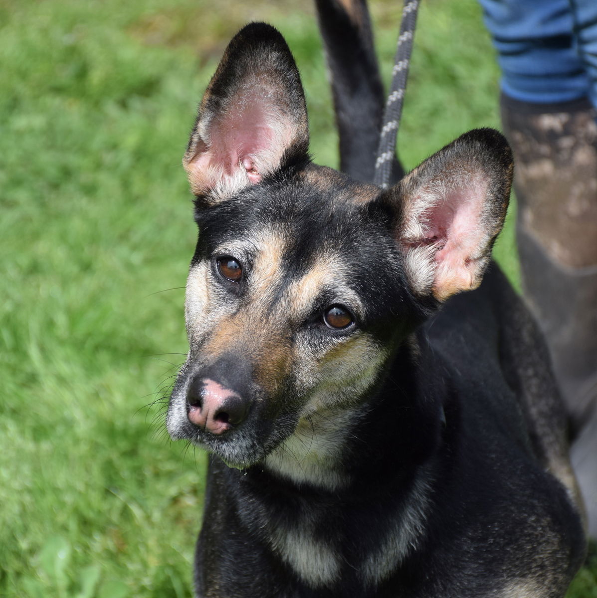 adoptable Dog in Anniston, AL named Gypsy