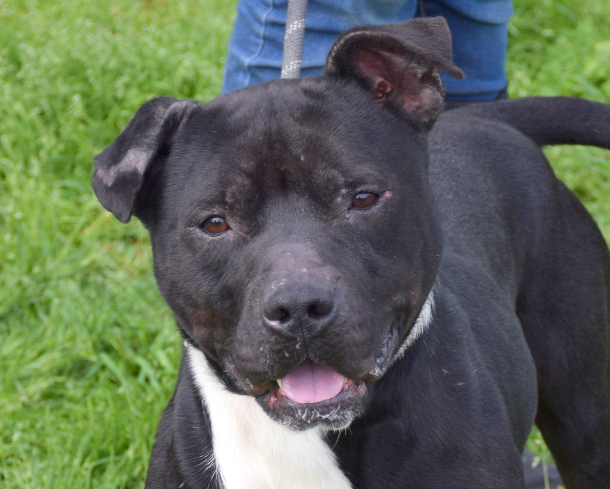 adoptable Dog in Anniston, AL named Maverick