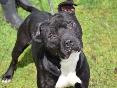 MAVERICK - Staffordshire Bull Terrier available for adoption