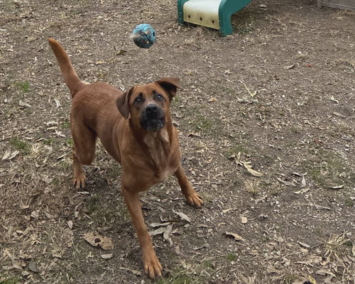 CINNAMON - Retriever / Hound available for adoption