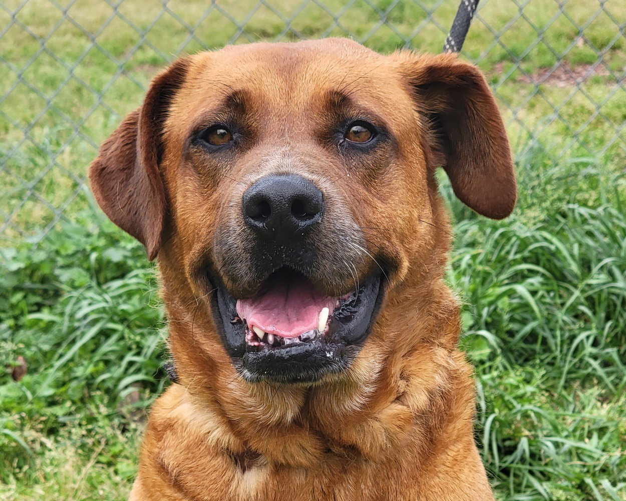 Dog for Adoption Cinnamon, a Hound in Stewartville, AL Alpha Paw