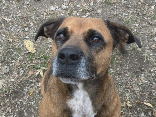 picture of the dog needing adoption