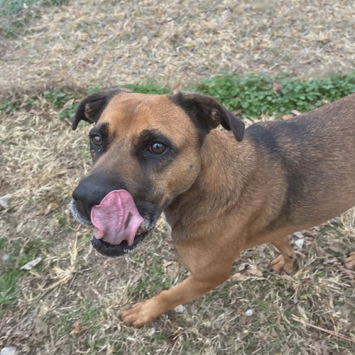 STELLA - Black Mouth Cur available for adoption