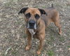 Stella - Photo 3
