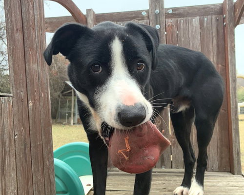 picture of the dog needing adoption
