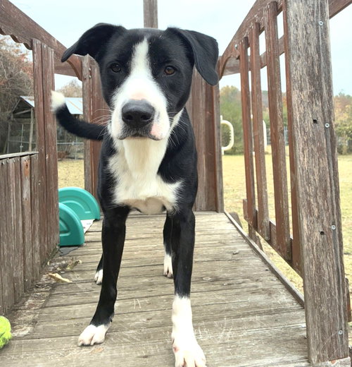 CUPID - McNab available for adoption