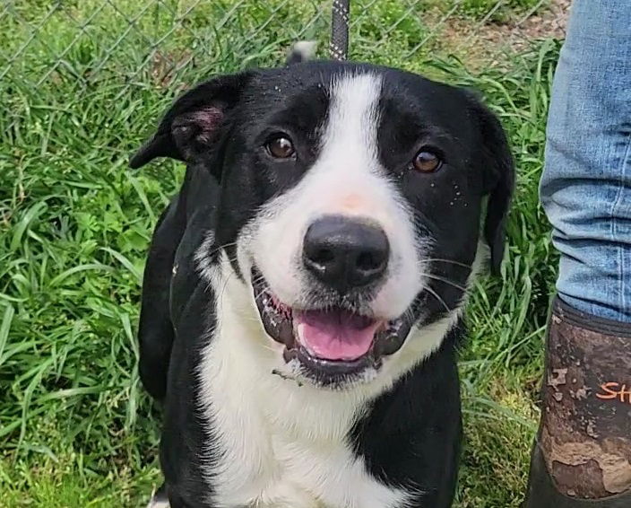 adoptable Dog in Anniston, AL named Cupid