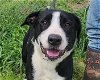 adoptable Dog in anniston, AL named Cupid