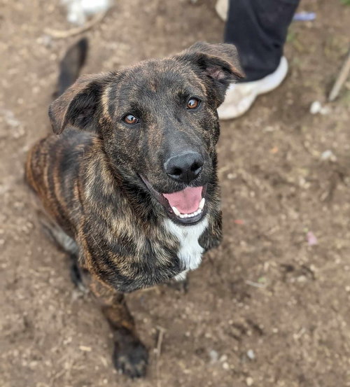 ASTRO - Mountain Cur available for adoption