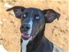 adoptable Dog in anniston, AL named Barbie