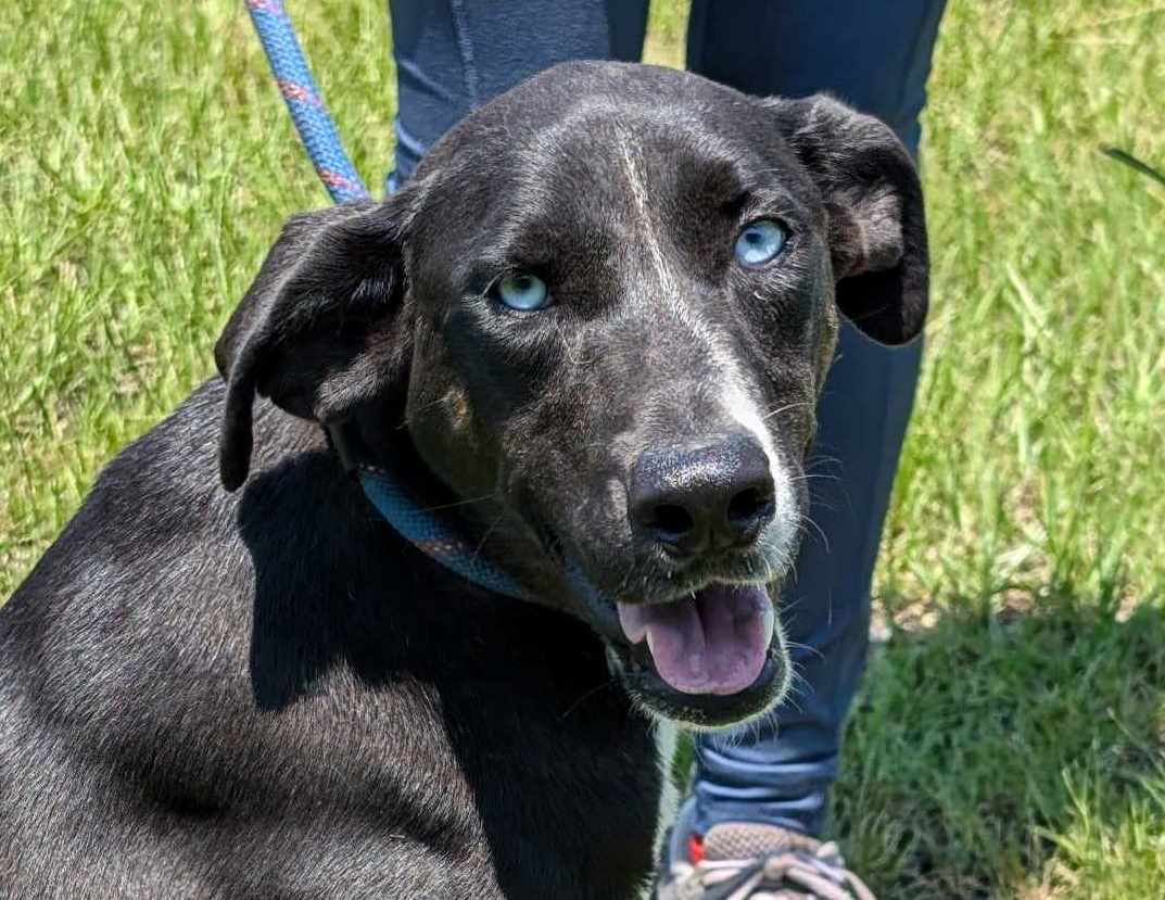 adoptable Dog in Anniston, AL named Barbie