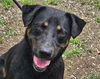 adoptable Dog in  named Arlo